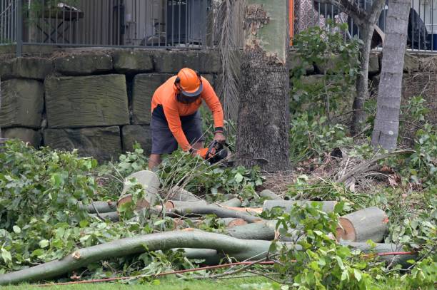 Best Arborist Services Near Me  in Norton, KS